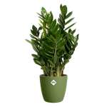brussels round 18cm moss green (1)